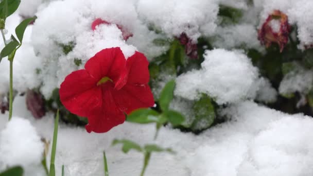 Rode bloemen met sneeuw — Stockvideo