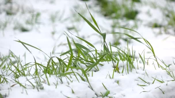 Grünes Gras mit Schnee 3 — Stockvideo