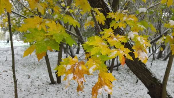 Folhas verdes e amarelas com neve 4 — Vídeo de Stock