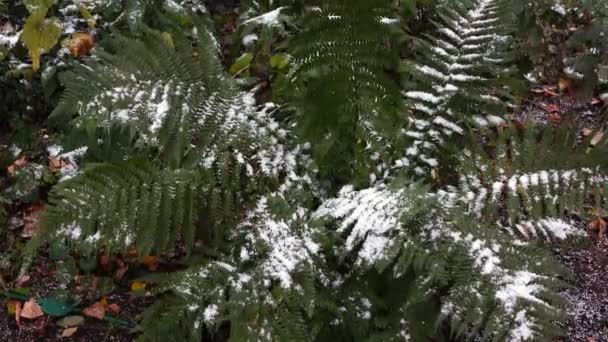 Fern bedekt met sneeuw 2 — Stockvideo