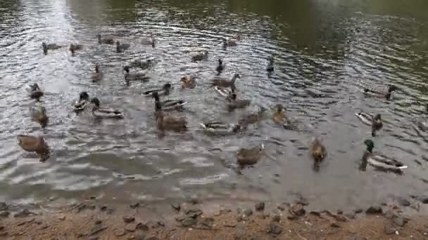 Patos en el lago 4 — Vídeos de Stock