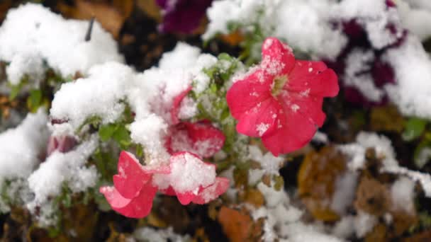 Flores cor de rosa com neve — Vídeo de Stock