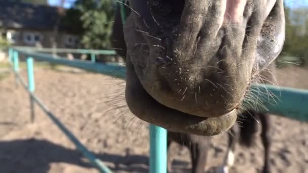 Közeli szippantás a pofa, a lovak orrát — Stock videók