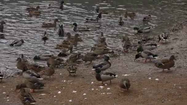 Patos en el lago — Vídeo de stock
