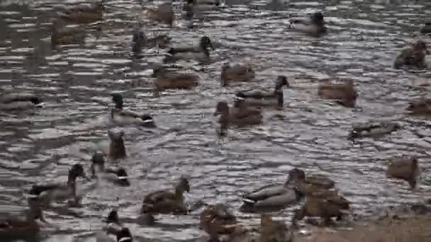 Enten auf dem See 2 — Stockvideo