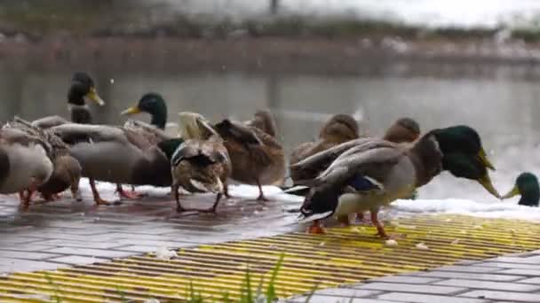 Patos comer pan en el lago — Vídeo de stock