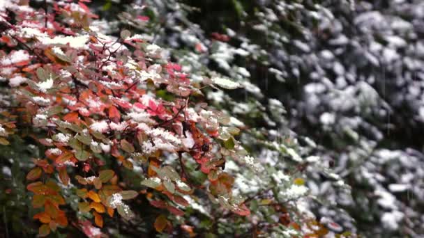 Folhas vermelhas e verdes com neve 2 — Vídeo de Stock