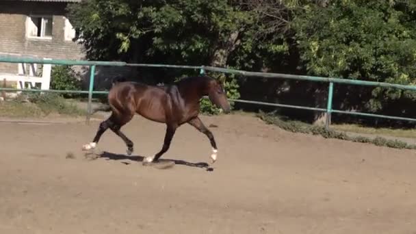 Chevaux arabes propres et brillants 