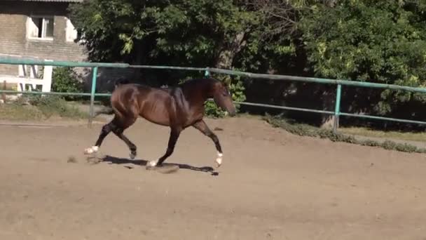 Caballos árabes limpios y brillantes — Vídeos de Stock