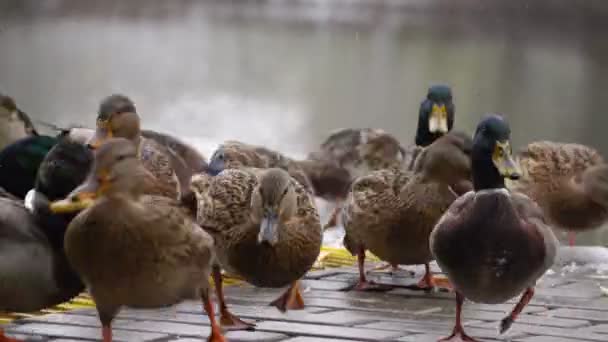 Patos comer pão no lago 3 — Vídeo de Stock