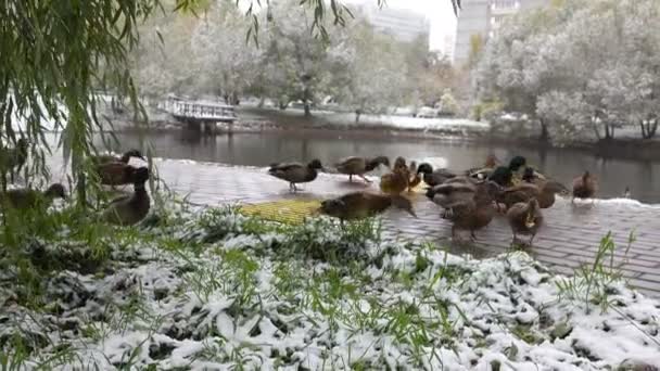 Patos comer pan en la hierba cubierta de nieve — Vídeo de stock