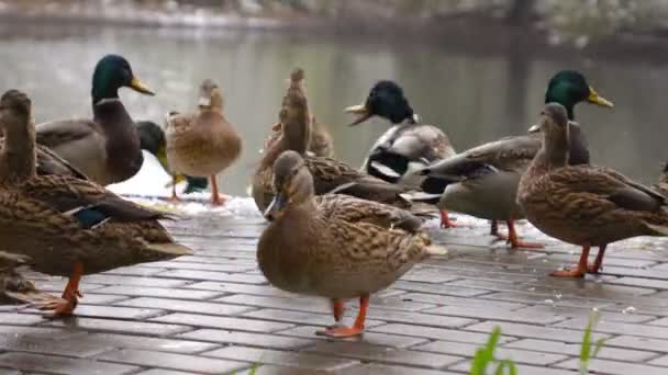 Patos comer pan en el lago 4 — Vídeo de stock