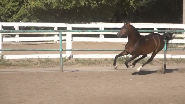 Prancing kůň na písku — Stock video