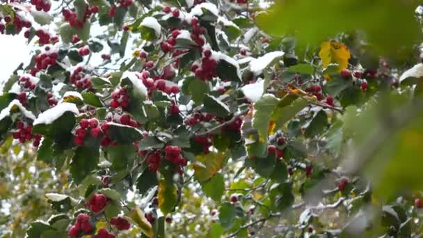 Weißdornbeeren im Schnee 3 — Stockvideo