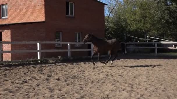 Arabian un gelding — Vídeo de stock