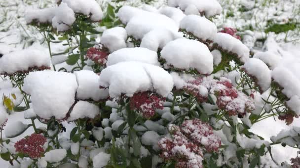 Розовые цветы со снегом 2 — стоковое видео