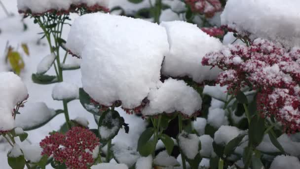 Flores cor de rosa com neve 3 — Vídeo de Stock