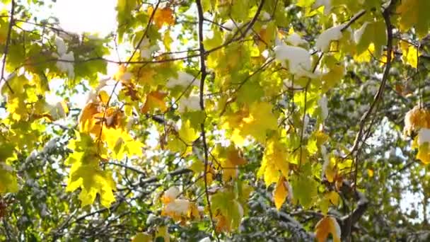 Folhas verdes e amarelas com neve 5 — Vídeo de Stock