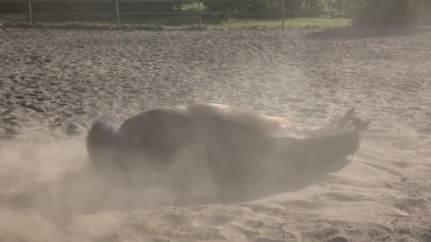 Un cheval se prélasse dans le sable — Video