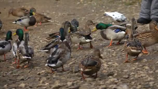 Enten fressen Brot am See 5 — Stockvideo