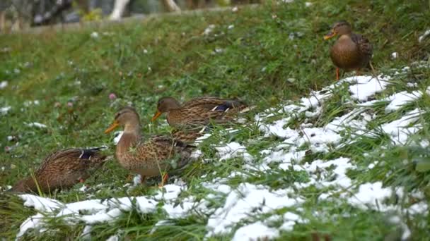 Bebek pada rumput tertutup salju 3 — Stok Video