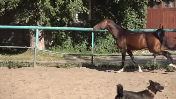 Arrastrando un caballo — Vídeos de Stock