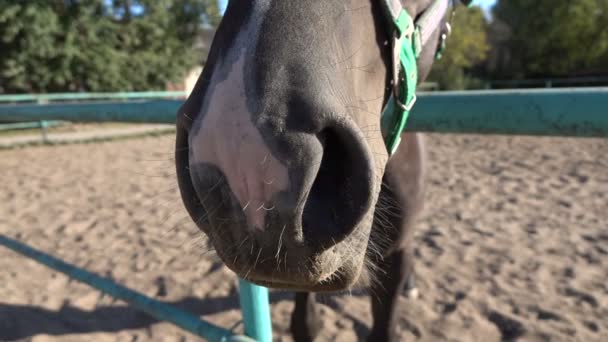 Close-up sniffing focinho, nariz cavalo câmera lenta — Vídeo de Stock