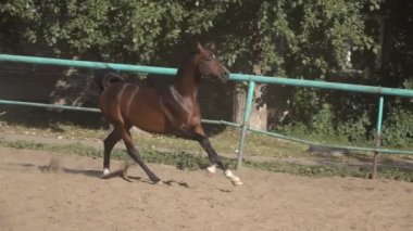 Şahlanan at üstünde kum ağır çekim video