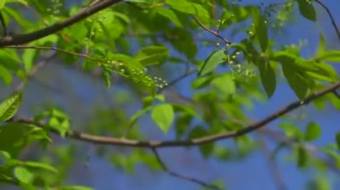 Gökyüzüne karşı kuş kiraz yaprakları