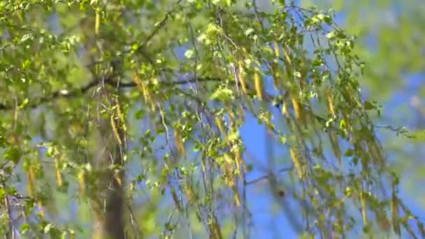 分支机构的一种桦树，柳絮 — 图库视频影像