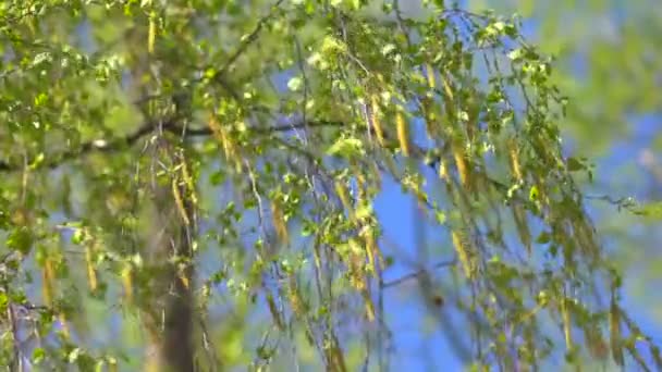 Κλαδιά από ξύλο σημύδας με catkins — Αρχείο Βίντεο