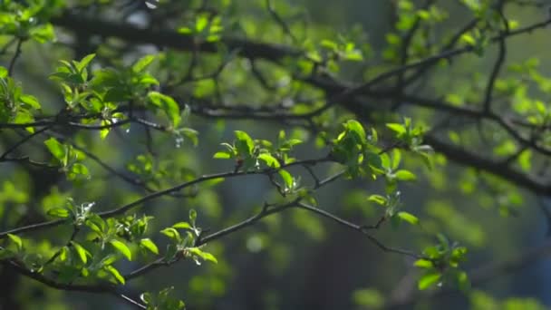 Ветвь с молодыми листьями — стоковое видео