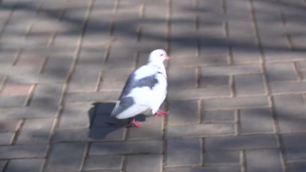 Pombo cinzento branco caminhando em um caminho — Vídeo de Stock