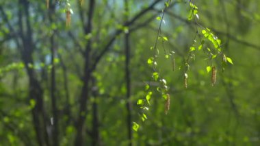 Yaprakları ile rüzgarda sallanan şube