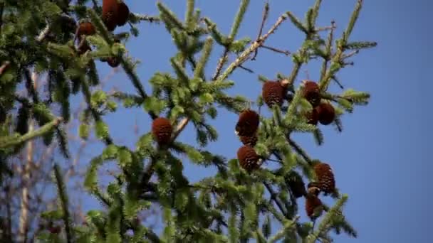 Cones no ramo de abeto — Vídeo de Stock