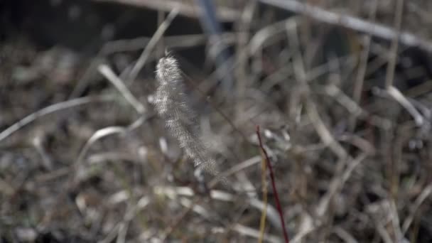 Сухая трава весной 2 — стоковое видео
