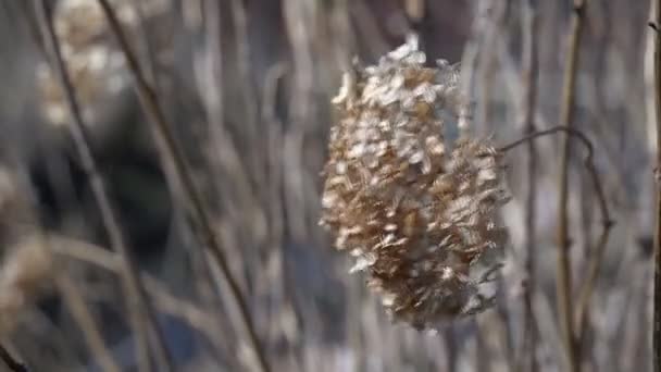 Суха трава навесні — стокове відео