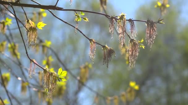 Rama de primavera con el primer verde — Vídeos de Stock