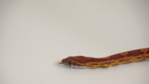 Corn Snake 6 — Stock video