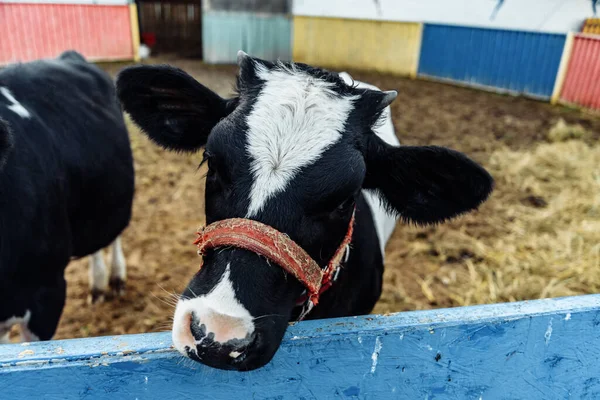 little calf in corral at ranch farm, cub calf, dairy, farming.