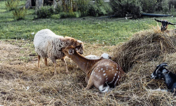 Melihat kambing rusa kambing kambing kambing kambing kambing kambing di peternakan terletak di loteng jerami — Stok Foto