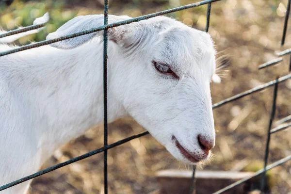 Granja de cabra lechera nubia en rancho de mascotas pueblo mamífero marrón pequeño hermoso con orejas largas y cuernos —  Fotos de Stock