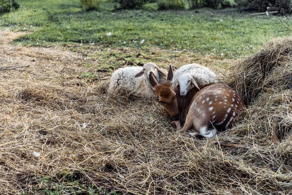 Ciervos manchados cabras cabras ovejas en la granja se encuentran en el pajar —  Fotos de Stock