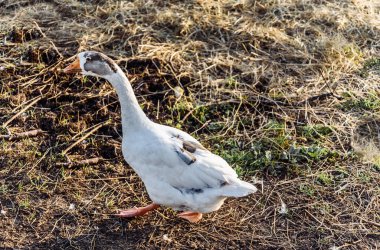 # Ahırdaki çayırda büyük kaz ve çimenleri kemirir #