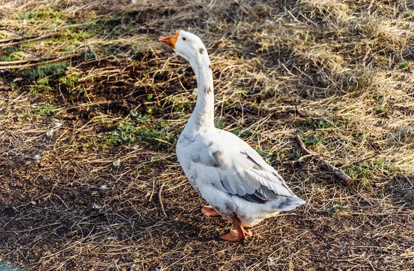 Grande oie oie dans la prairie dans le stylo et grignoter l'herbe — Photo