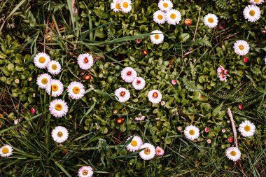 Yeşil çimlerin üzerinde küçük beyaz çiçekler. Bahar yeşili. Yukarıdan görünüm