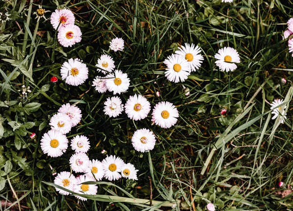 푸른 풀 위에 작고 하얀 꽃들이 있습니다. 봄그린. 위에서 본 모습 — 스톡 사진