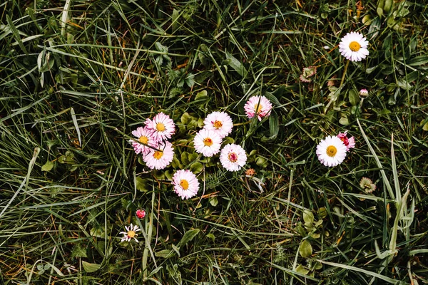 Little white flowers on green grass. Spring Green. view from above — Stock Photo, Image