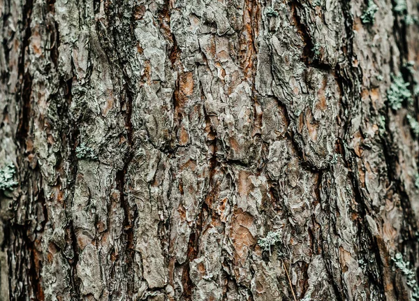 Grande écorce de pin grande mousse tronc d'arbre brun — Photo