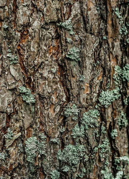 Große hohe Kiefernrinde braun Baumstamm Moos — Stockfoto